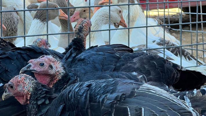 انتعاش أسواق الطيور في السليمانية مع بداية البرد وإقبال متزايد على الديك الرومي والإوز