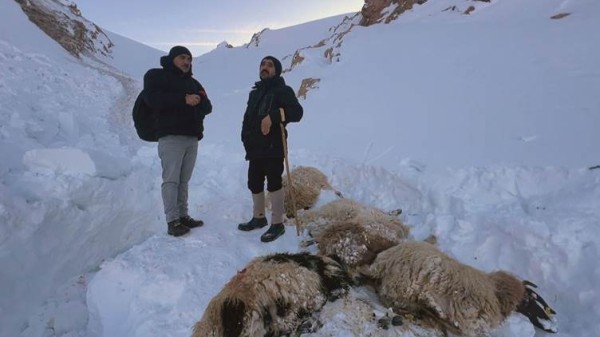 نفوق 100 رأس غنم بسبب انهيار ثلجي في منطقة وان